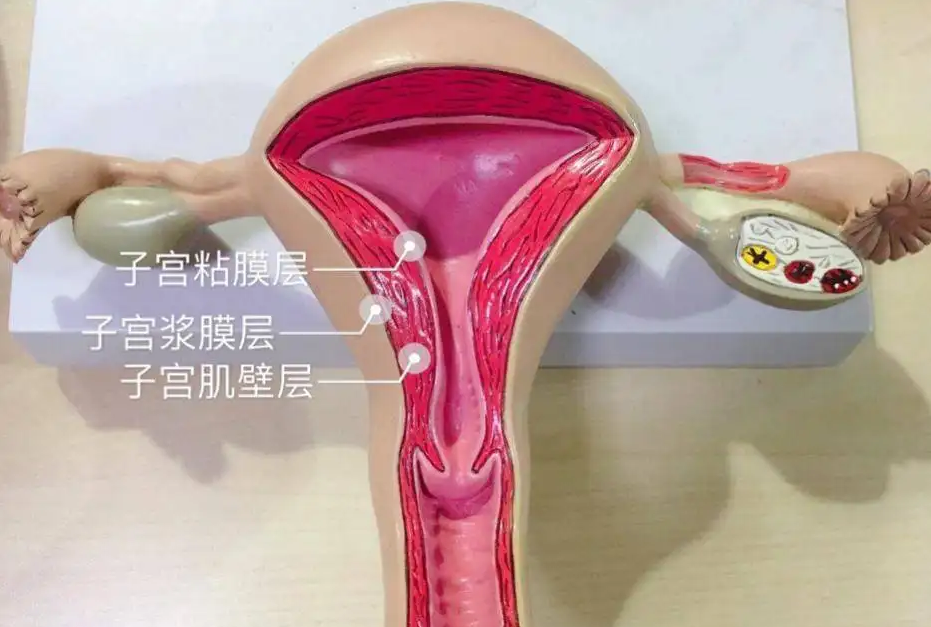 中国有代孕医院吗,大连代孕网
