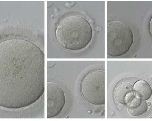南京代孕网的代孕流程