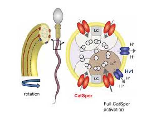 辽宁找代孕公司电话,ivf代孕