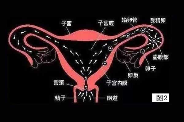 徐汇代孕生殖中心是合法的吗_徐汇代孕包成功包性别_试管婴儿高频问题之输卵