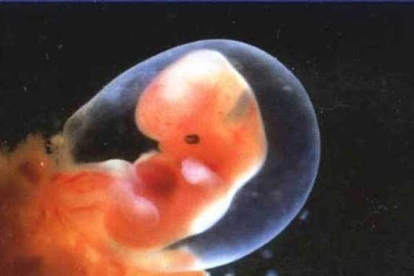 荷泽供卵又代孕孩子_荷泽有合法的代孕吗_试管婴儿成功移植后，最早多久可以
