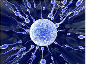 包头子宫肌瘤代孕_包头代孕q群_试管婴儿两次取卵需要间隔多长时间?取卵当日