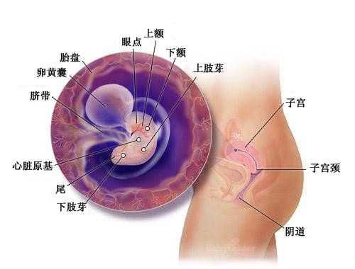 北京供卵咨询服务 北京试管婴儿技术对男性年龄有要求吗? ‘酒精怎么样测试男